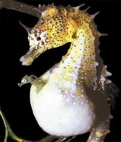 I still don't get how male seahorses give birth. I also don't understand people who wipe their butts sitting down.