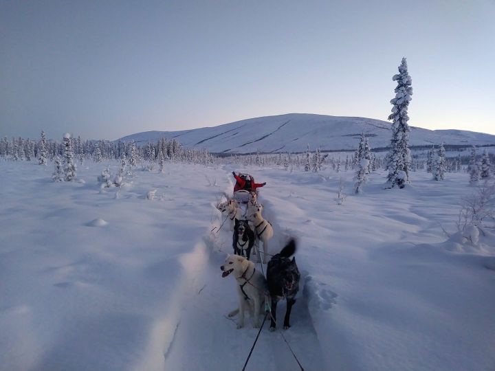 dog sledding