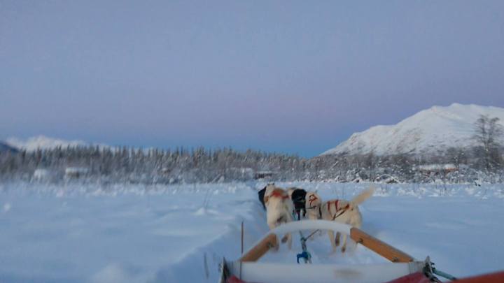 dog sledding