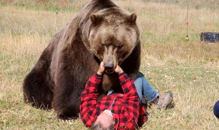 bear attack