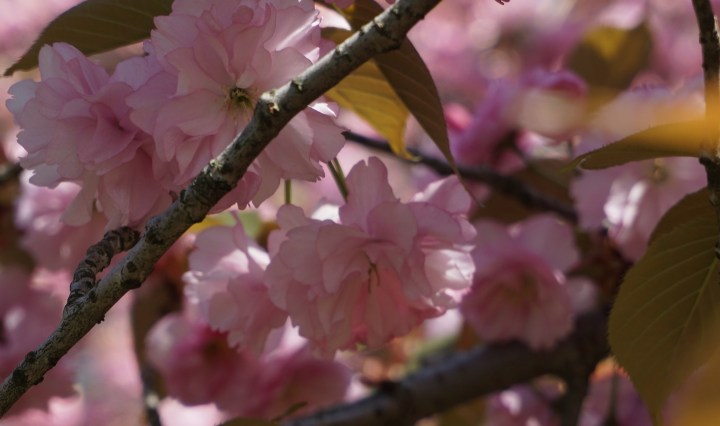 cherry blossom sakura branch brook park